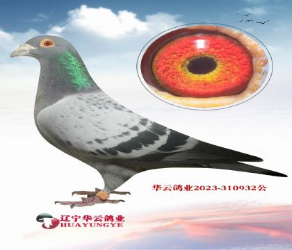 ������ղɭ���ô󽱱�