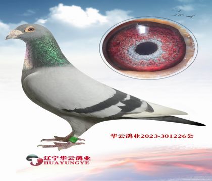 ���ȻʵۺŽ�Ѫֱ��X������˹