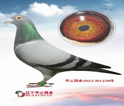 Ӣ��˹�����ֹ� �ƽ����ֱ��X��ƥŵ�ܡ�������ĸ