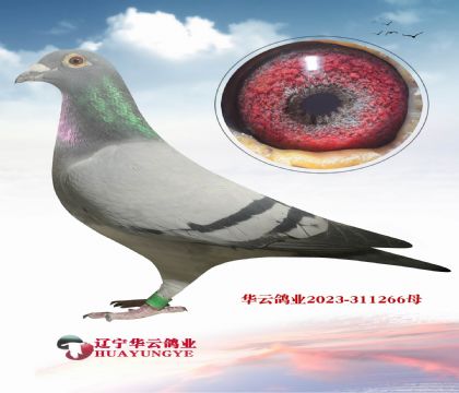 14��740ֱ�� X������ţ55ֱŮ ������� �Ƽ�