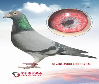 �����ղɭ019���ڷ�����õ�ղɭ