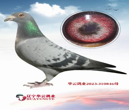 ��������ֱ��XֱŮ