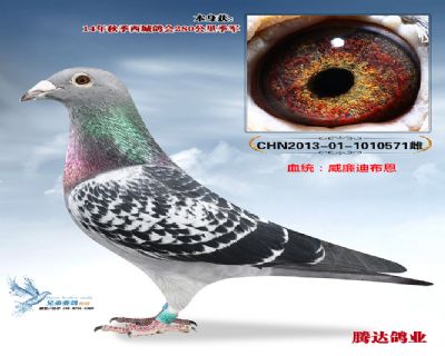 ������������ֱŮ