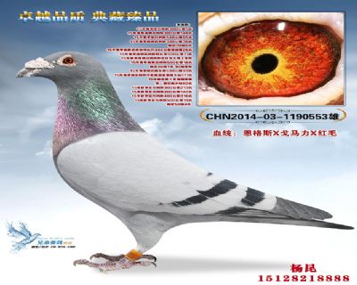 ˫�ظ����Ǿ�