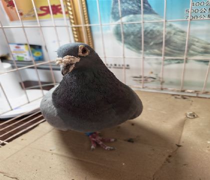 ��Ʒ��������ӥ�������Ĺ��ۺϸ���55λ