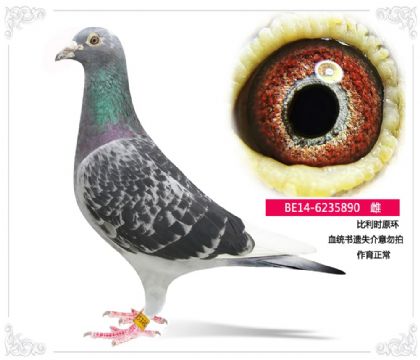 ����ʱԭ��   Ѫͳ����ʧ�������ģ�