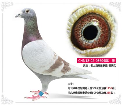 �ӱ�׿��������빫��500�������258��   ��	