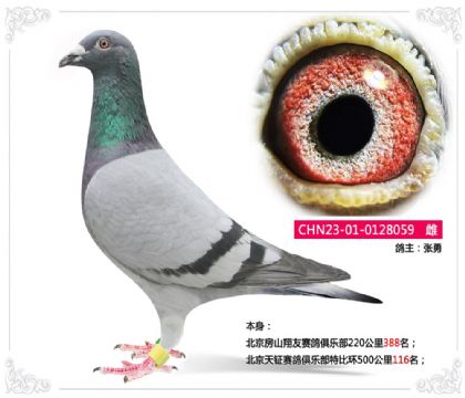 ��������������ֲ��رȻ�500����116��   ��	