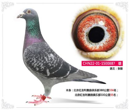 �����켪��������ֲ�500����95��   ��	