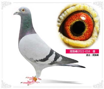 �ܻ���2022-016   ��