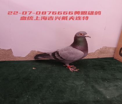 ������Ĺ����Ǿ�ȫ�ֵܴ�������666