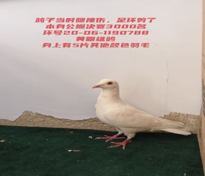 �ף���5Ƭ��ë���������ײ�˼�����