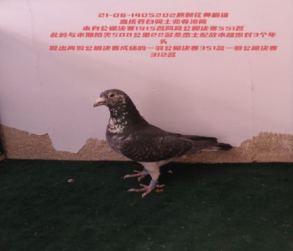 ����԰���ʿ�������312��351������