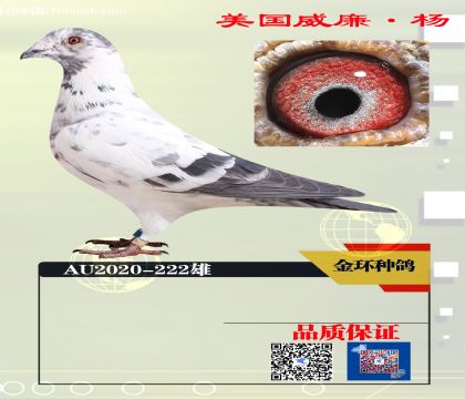 ��ɫ�����Ѫ  ���ָ�222