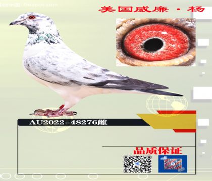 ����ղɭX��ɫ���276