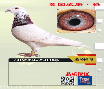 ���ָ� �������116