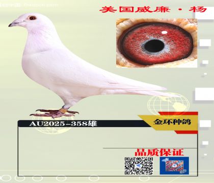 ���ָ� �����׹���44��ֱ��358