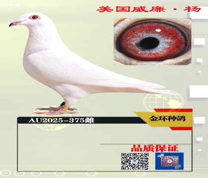 ���ָ� ������375