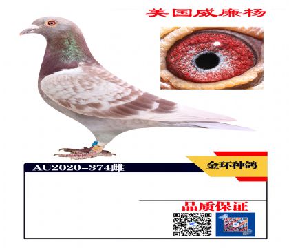 ���ָ� 700�ھ���Ů374