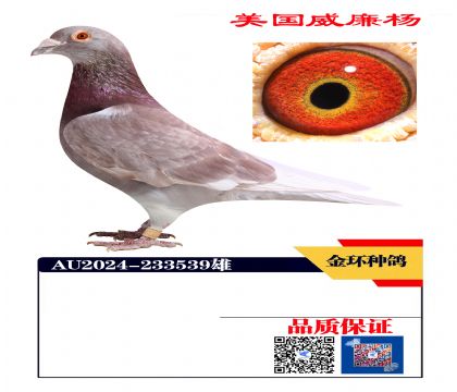 ���ָ� �񳲹���ھ���Ѫ539