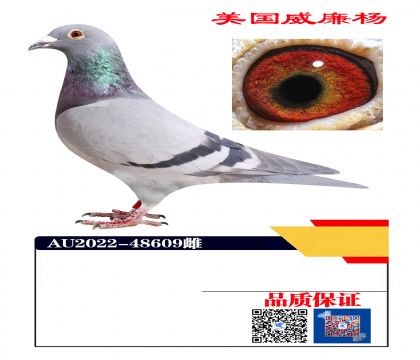 ������ھ���Ѫ609