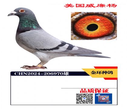 ���ָ� ����ղɭ��Ѫ970