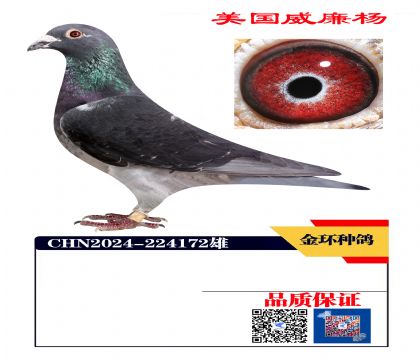 ���ָ� ������ھ�ֱϵ172