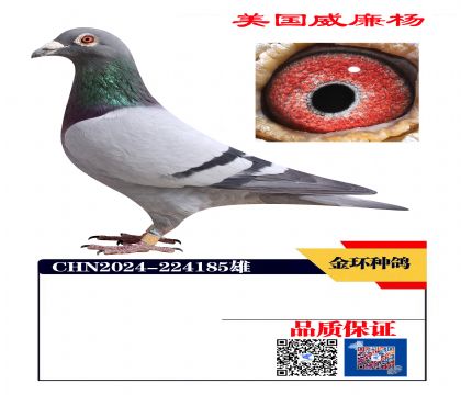 ���ָ� ����500�����Ǿ�ֱ��185