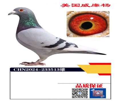 ������ھ���Ѫ513