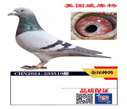 ���ָ�  ������ھ���Ѫ519