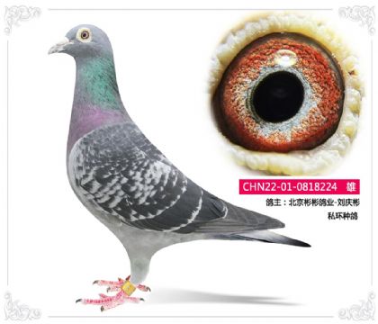 ��������ҵ-�����    ˽���ָ�224   ��	