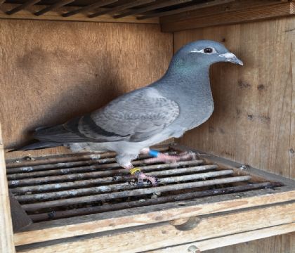 ����x�ɸ�