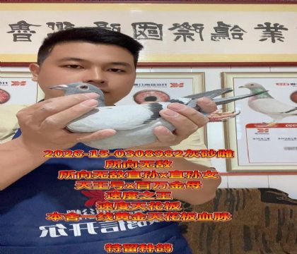 ����һ���컨��Ѫ���������޵�������ֱŮ