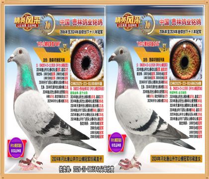 ��ɽ��������ھ�ֱ���俪������ھ�ֱŮ����.ƽ��Ӯ������