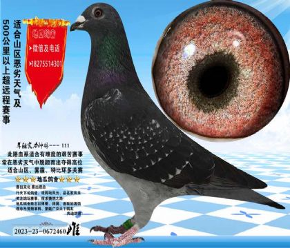 ��Ѫ�����������һ�����С���ۣ��ǳ���������ɳʵ�ʸ�Ư��