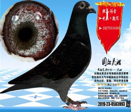 ��Ѫ�������ָ߱��ݴƣ�����ӣ���ɳʵ����