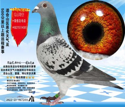 ��Ѫ�������ֿݻ��۴ƣ�������������ɳʵ�ʸ�Ư��