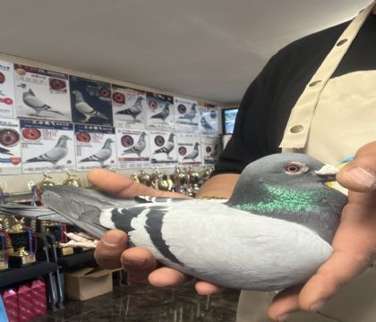 1.��ɽ����20�����