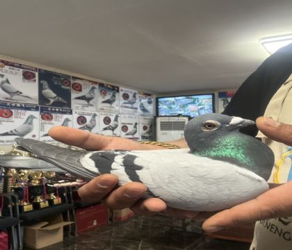 3.�ɸ���׻�Ѫ�����ָ�814