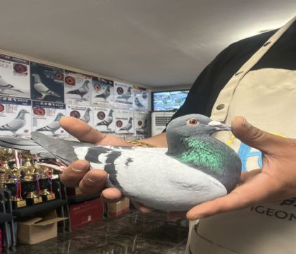 5.�����Ǿ����׻�Ѫ592