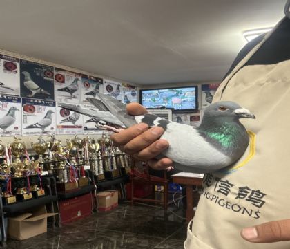 6.�����ָ�393