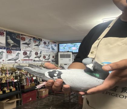 11.�����ָ�123