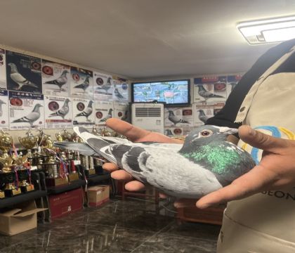 12.�����߽��׻�Ѫ�����ָ�066