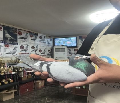 13.�����ָ�347