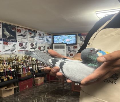 14.�����ָ�245