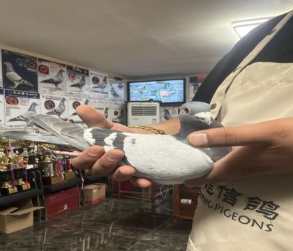 15.�����ָ�257