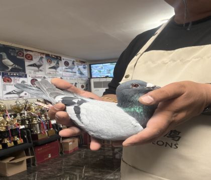 16.�����ָ�320