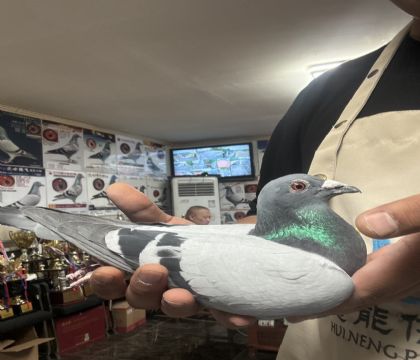 17.�����ָ�417