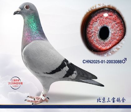 4.�ٰ�����Ѫ.2003088