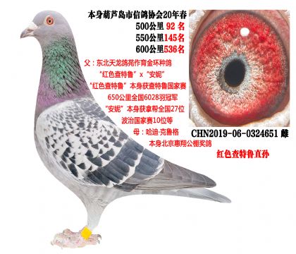 20�괺���سɼ��루��ɫ����³ֱ��Ů��